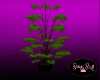 Plant (2)