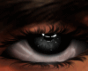 NORMAL EYES BLACK