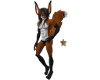 Male Fox- Reynard