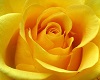 yellow roses