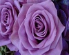 white and purple rose