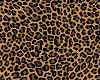   Leopard Sweater/BR