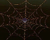 spider web/ orange light