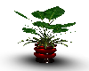plant red pot