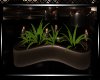 **Desires  Planter
