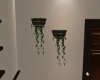 Hanging Ivy Pots