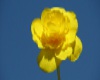 yellow rose picture
