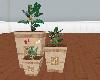 3 plantes