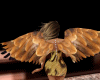 [MrsAKH]Gold*Wings]