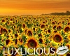 Summer Sunflower Field