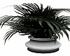 Steel Potted Dome Palm
