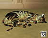 MayeSleeping Cat