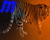 Orange Shadow Tiger