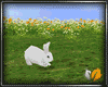 (ED1)Lovely rabbit