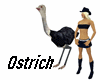 Ostrich BH