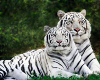 White Tigers Bonded