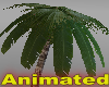 Animated coconut palm