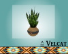 V: Native Snake Plant