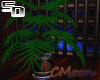 <SD> Plant CMoon