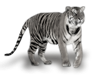 Black White Tiger