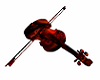Concierto Violinista