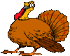 Live turkey