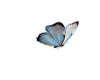 [ML]Butterfly