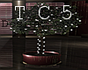 Christmas club ficus