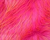 hot pink fur