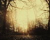 Sepia Trees Mobile BG
