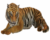 Tiger Pet