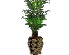 little palm for tables