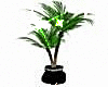 Lavish Palm