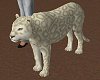 African Beige Leopard