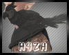 Hz-Black Parrot M/F