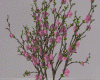 4ever Sakura tree