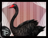 [TP] Black Swan (ENH)