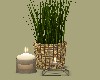 Candles and Plant