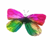 Gorgious Butterflys