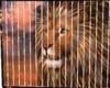 lion bill board