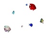 mixed tropical fish