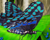 }T{Blue Butterfly