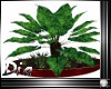 Big floor plant red pot