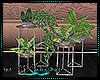 City/Plants