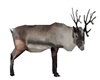 reindeer animated