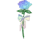 colorful rose