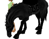 Black horsey