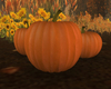 3 Pumpkins