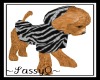 Teddy/ Zebra Jacket {SQ}