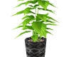 Potted Plant v3